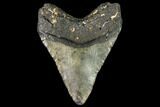 Fossil Megalodon Tooth - North Carolina #108967-2